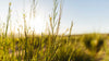 Rooibos plant growing