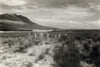 The first Rooibos farm