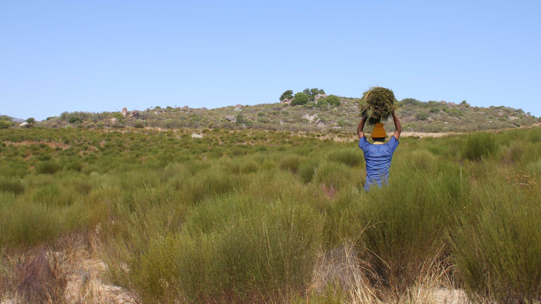 South African Cederberg with rooibos tea bushes