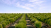 South Africa Landscape