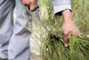 Farm workers sickle and bundle branches