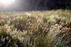 Field of Rooibos