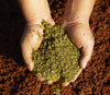 Tea Leaves