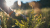 The rooibos bush