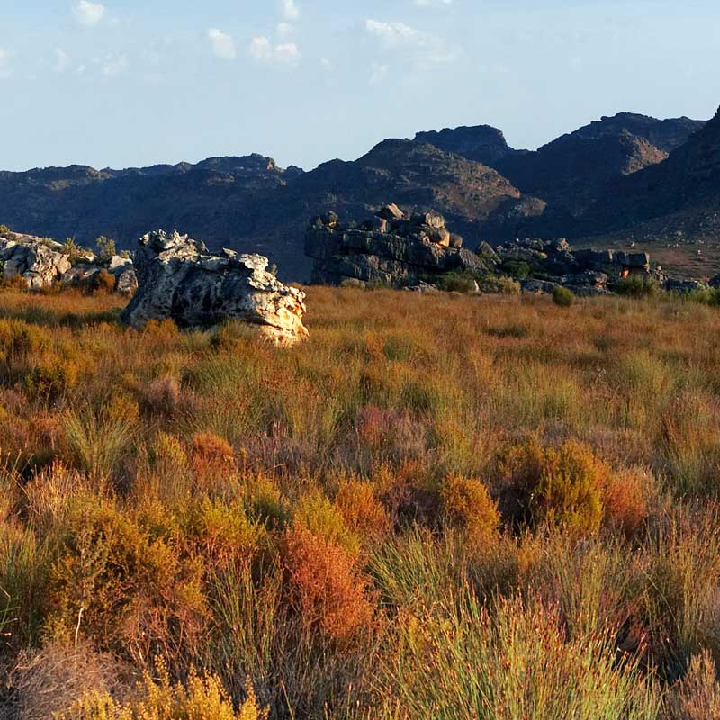 What is Rooibos (Red Bush) Tea?