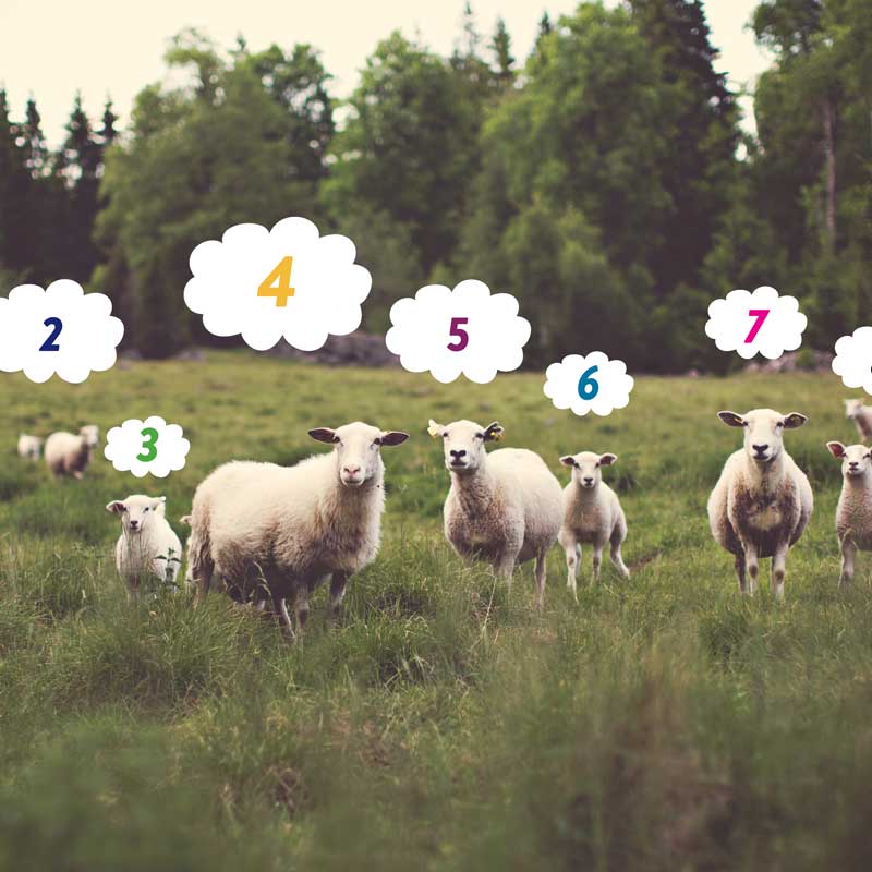 5 Best Rooibos Teas For Sleep Tick Tock