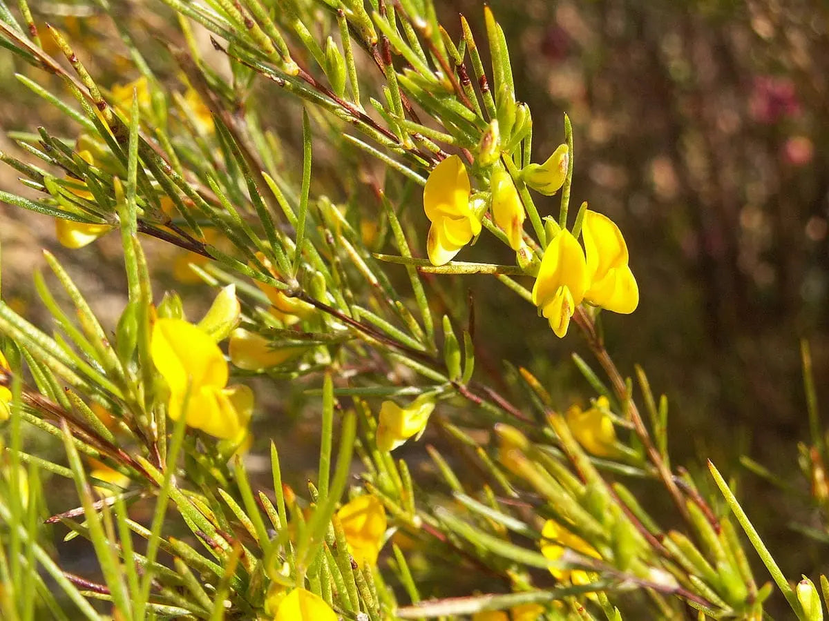 Rooibos, the Wonder Plant