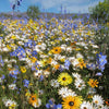 Cape Floral Kingdom