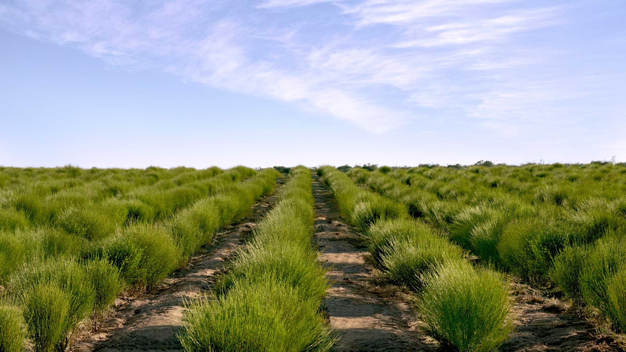 South Africa Landscape