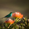 Cape Sugarbird