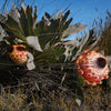 Cederberg plants